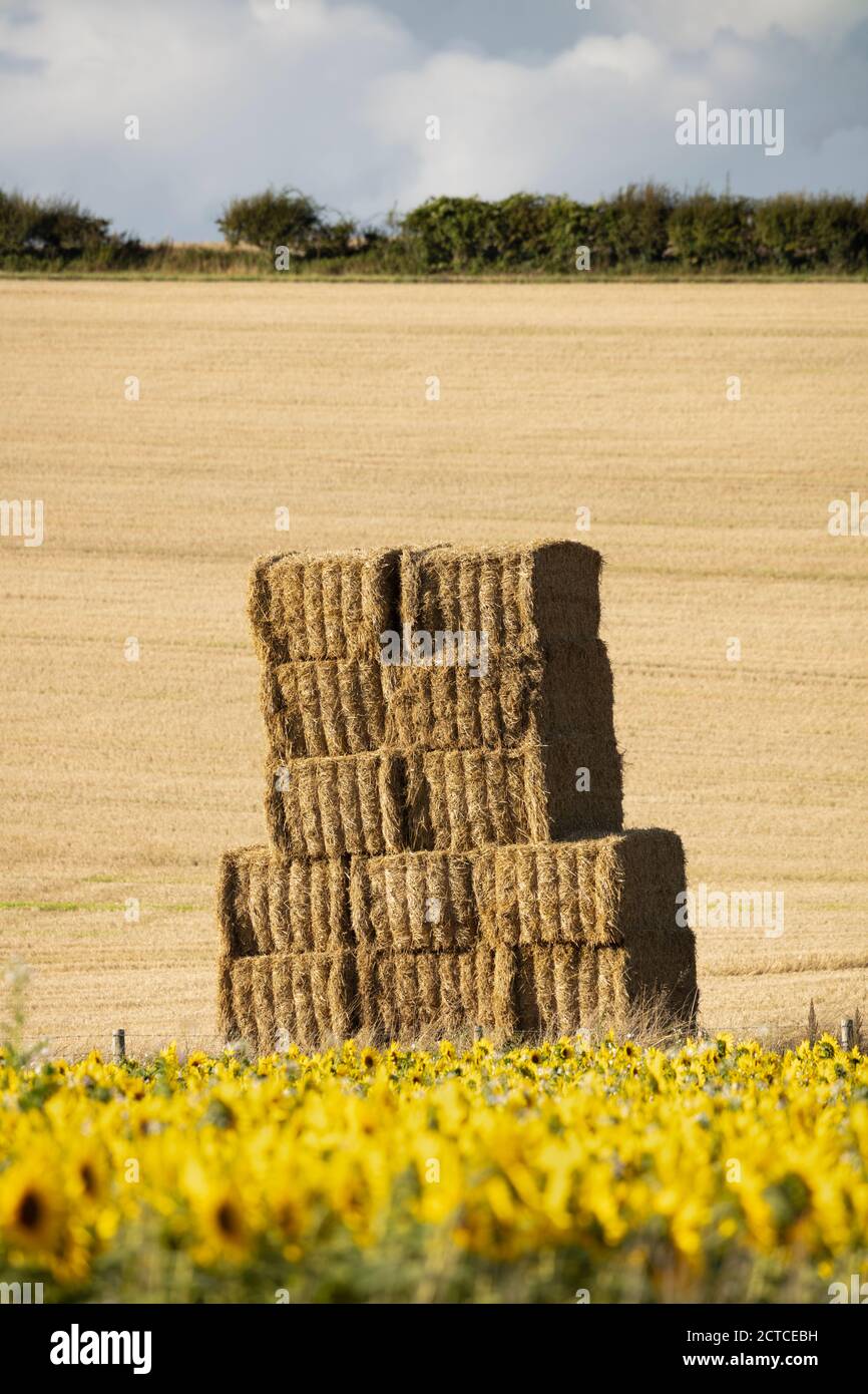 Straw bales stacked on edge of stubble field after harvest, near