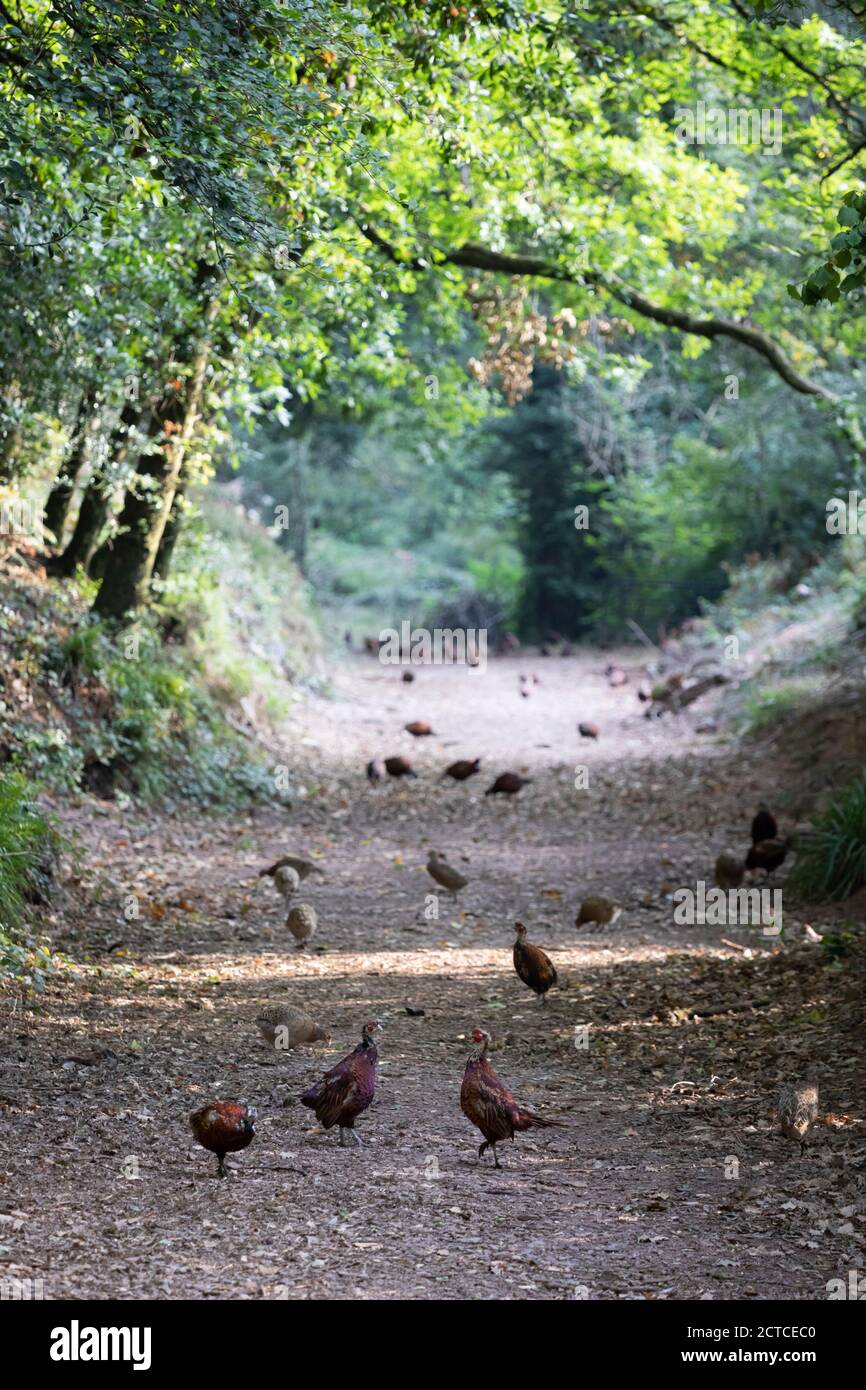 Pheasants on country track on game farm on Exmoor, Somerset, England, United Kingdom, Europe Stock Photo