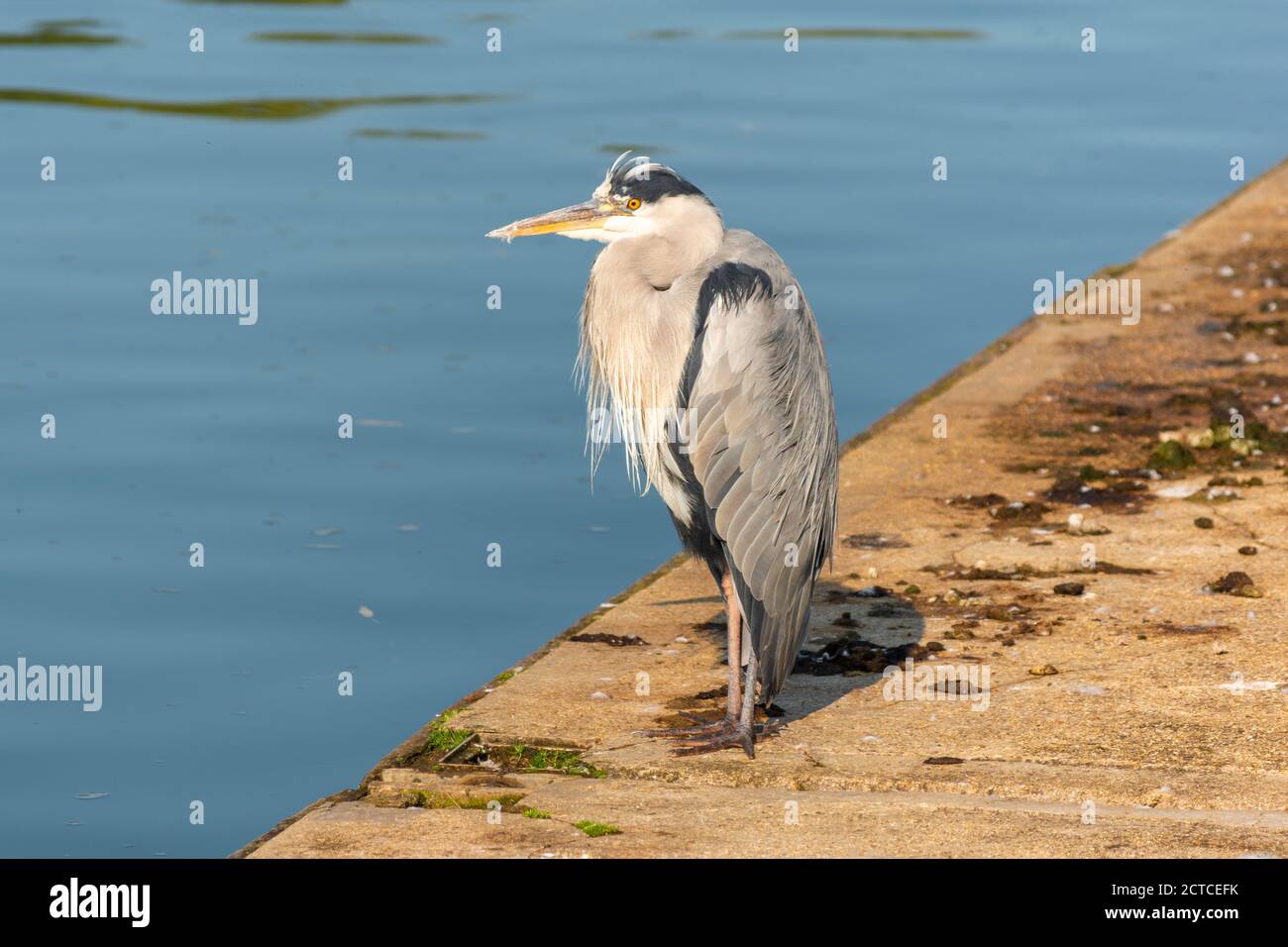 OXFORD CITY ENGLAND CHRIST CHURCH MEADOW WALK RIVER THAMES  A GREY HERON Ardea cinerea ON THE BANK Stock Photo