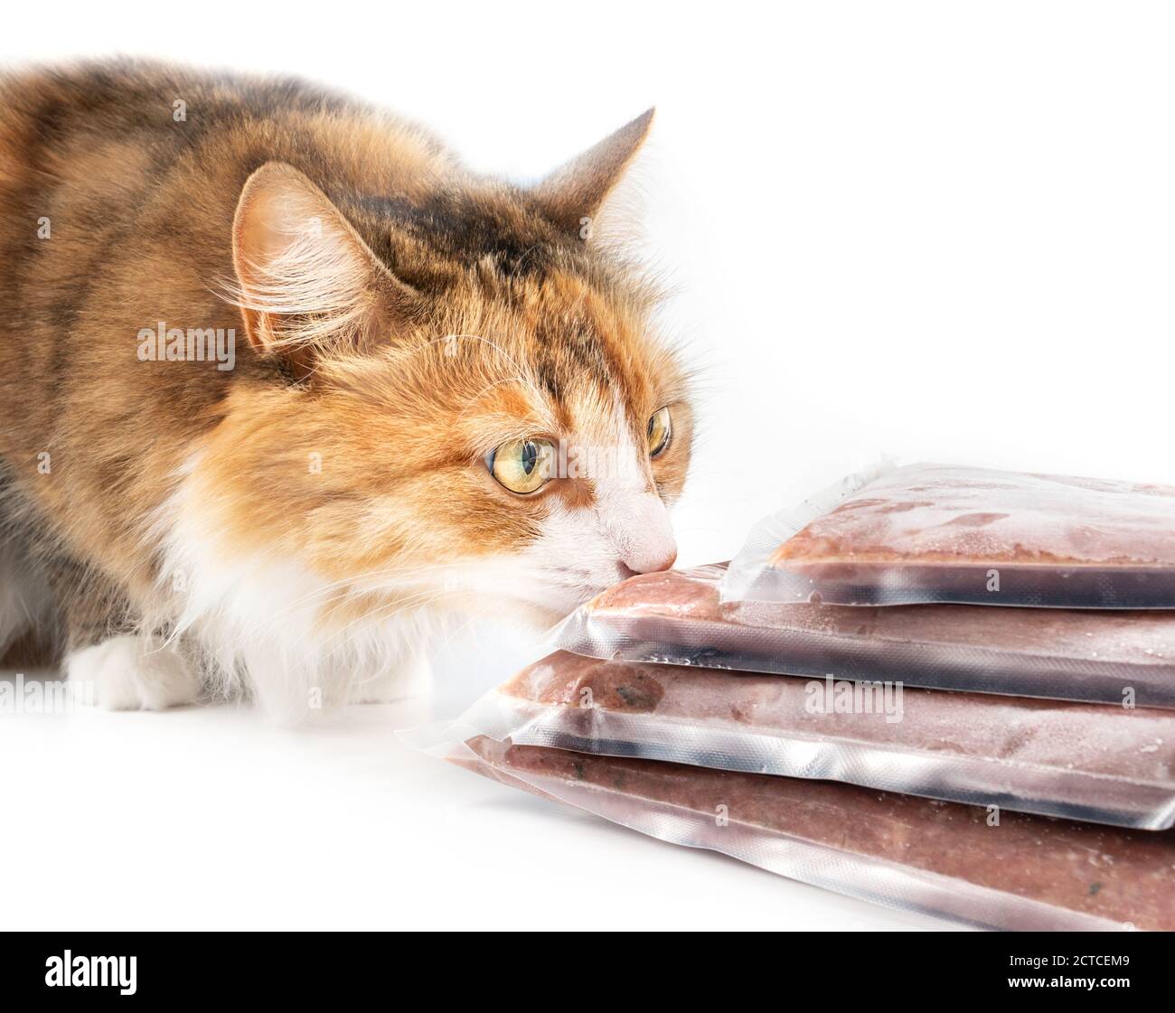 Cat sniffing on multiple frozen meat packages. Ground chicken inclusive backs, necks, liver and heart. Raw food diet for cats and pets. Stock Photo