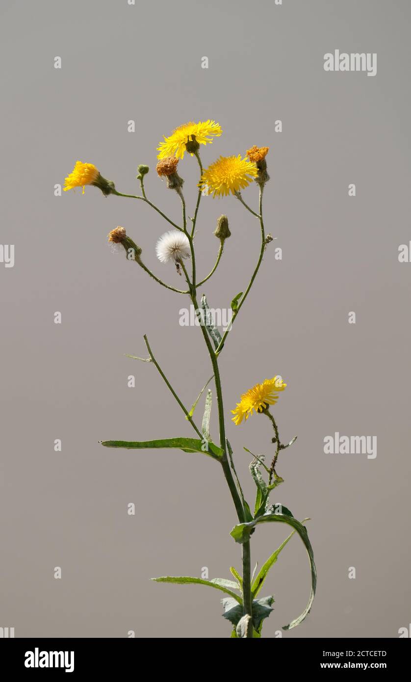 Dandelion with water background Stock Photo