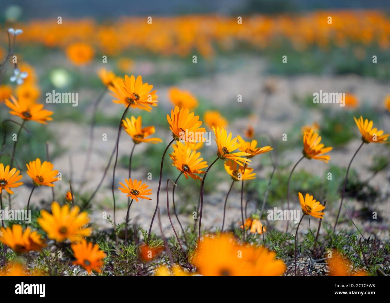 Field of bright yellow flowers Stock Photo Alamy