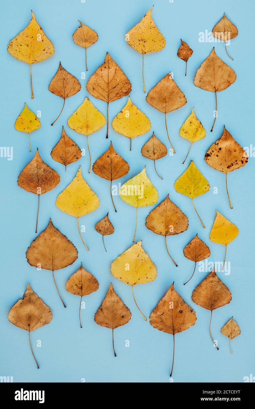 Fall leaves pattern hi-res stock photography and images - Alamy