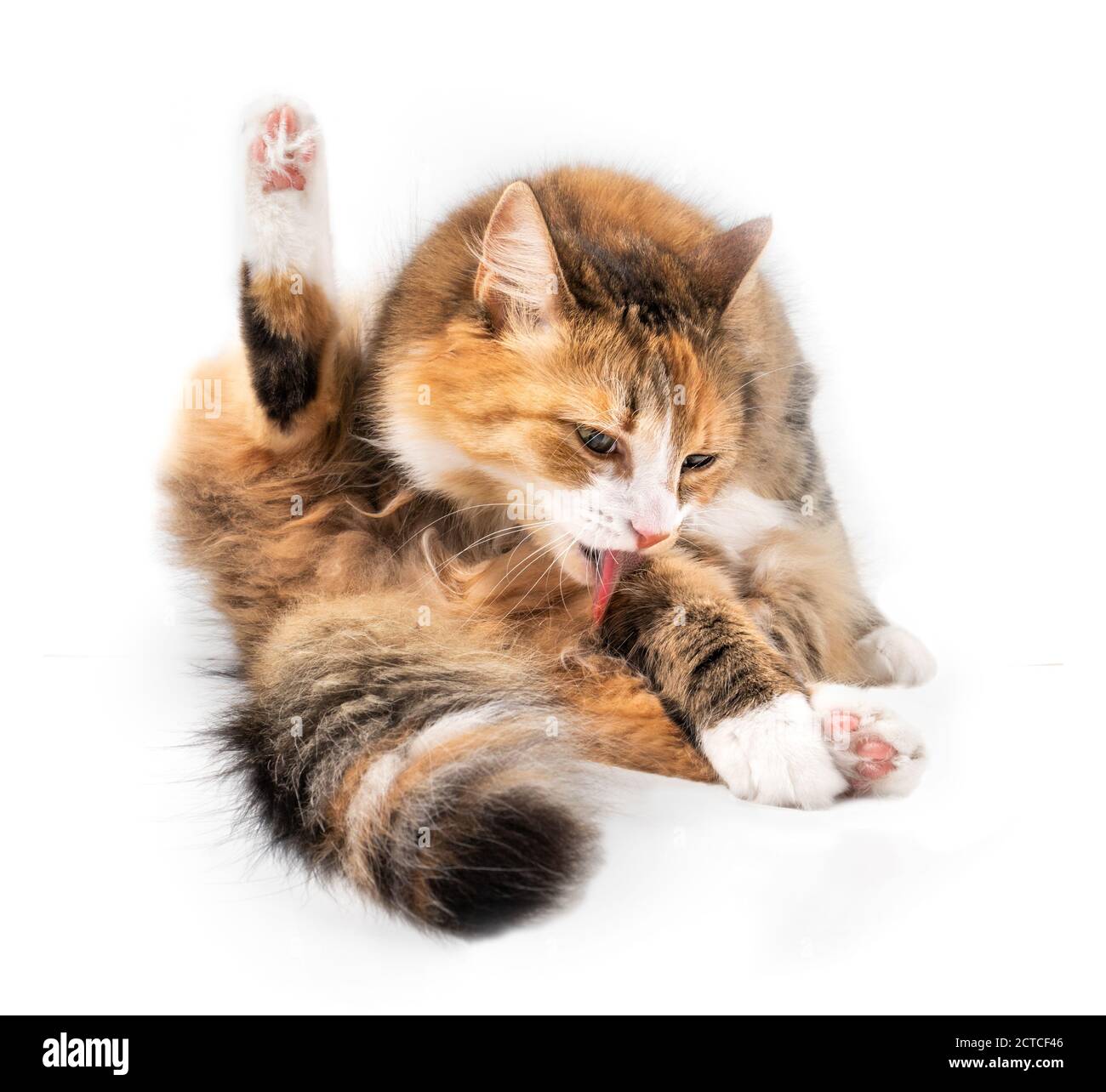 Isolated cat licking itself in sitting position with tongue out. Front view of cat grooming a paw with one hind leg up. 1 year old orange/white female Stock Photo