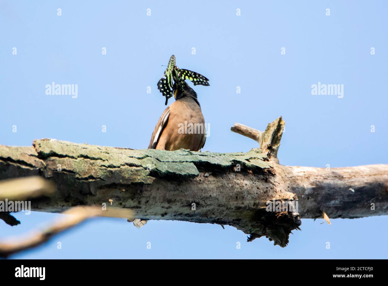 Bird catch butter fly on old tree branch Stock Photo