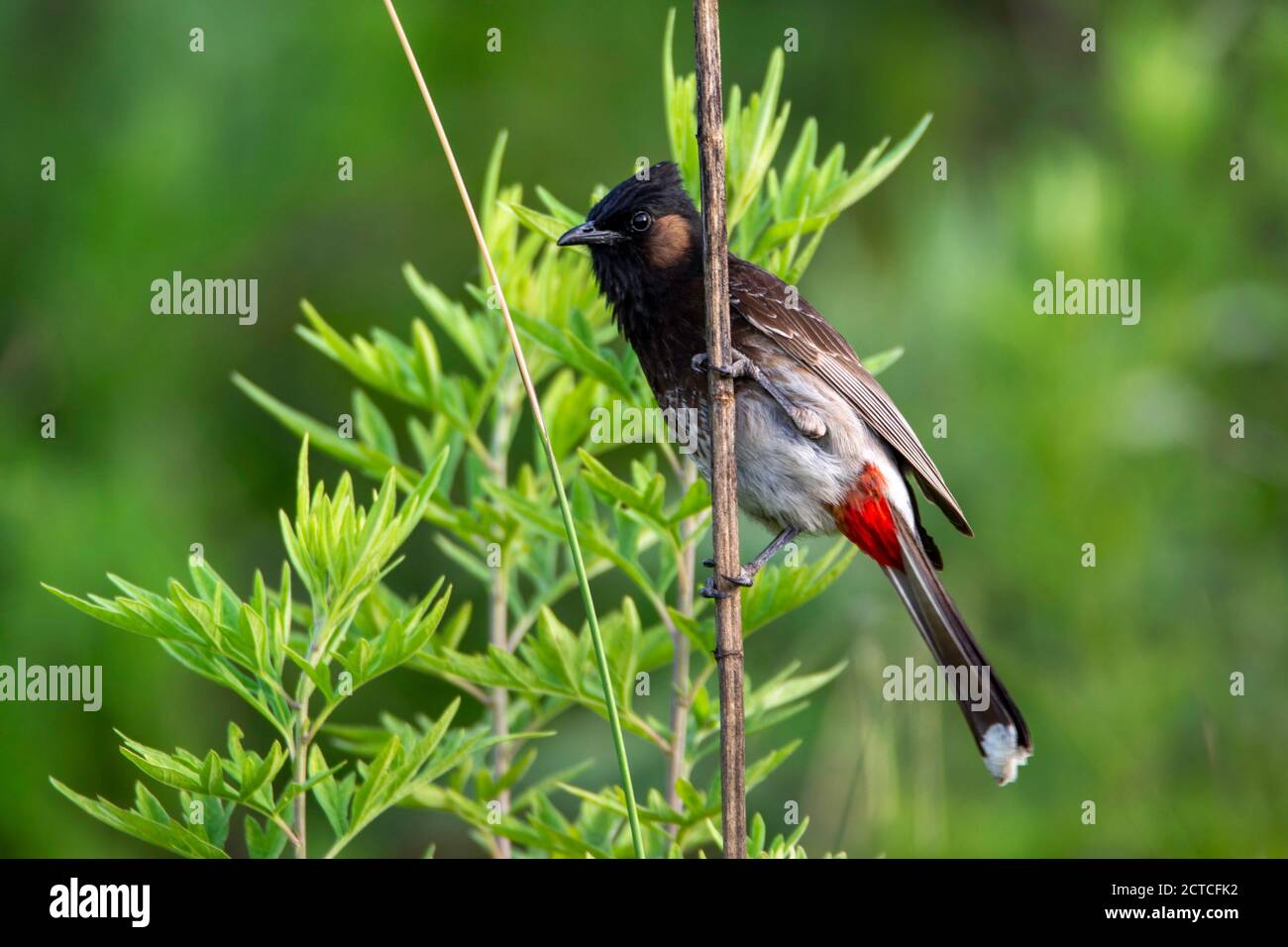 Red vented bulbul on grass stem Stock Photo