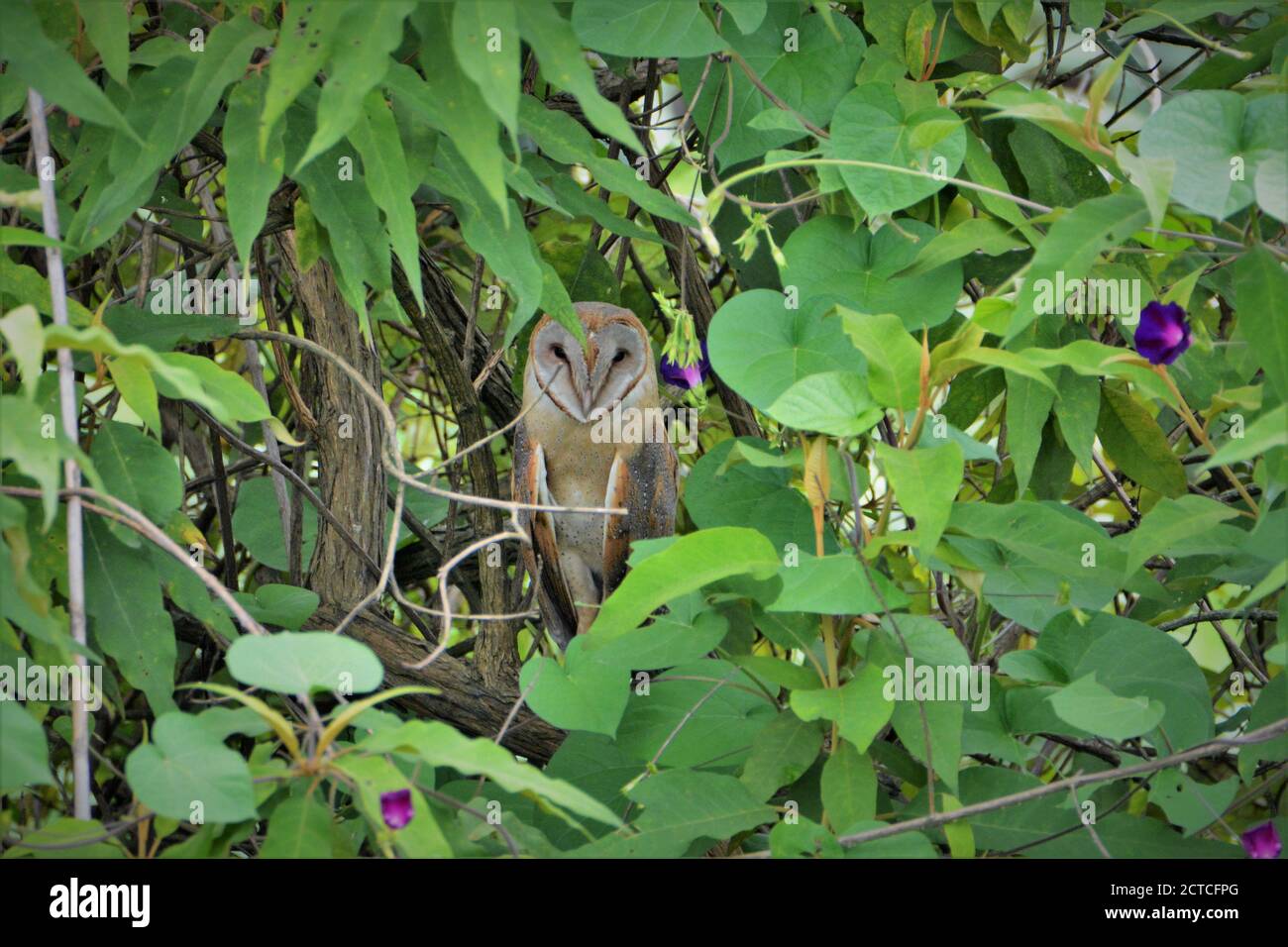 Barn owl on tree branch Stock Photo