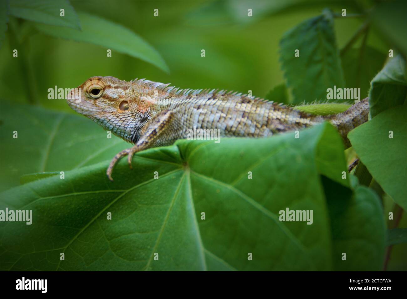 Brown lizard side closeup on leaf Stock Photo
