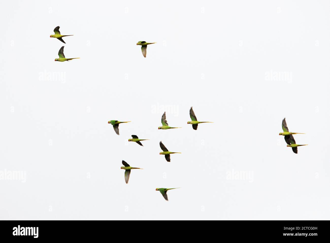 A group of rose ringed parakeet flying Stock Photo
