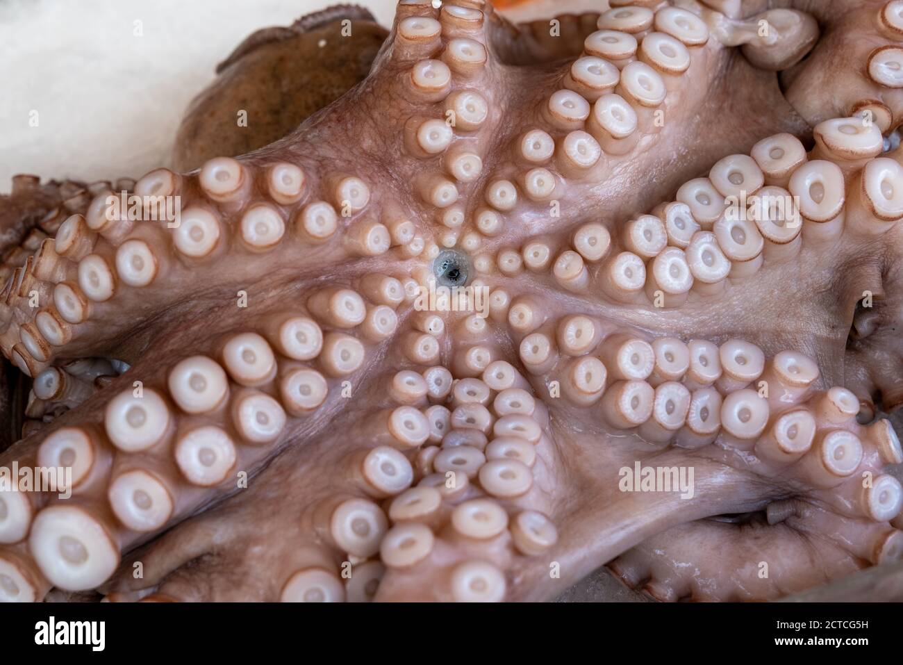 Whole frozen octopus on ice background close up Stock Photo Alamy