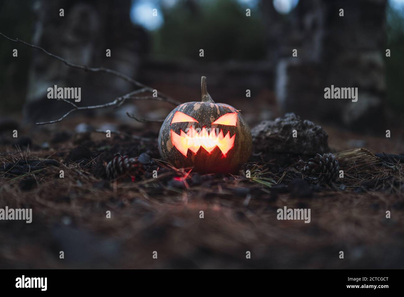 Halloween pumpkin with a scary face on dry grass Stock Photo - Alamy