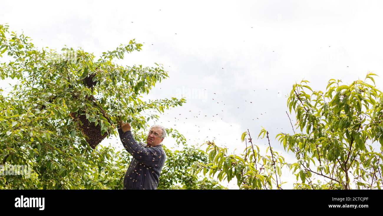 Wasp nest birch hires stock photography and images Alamy