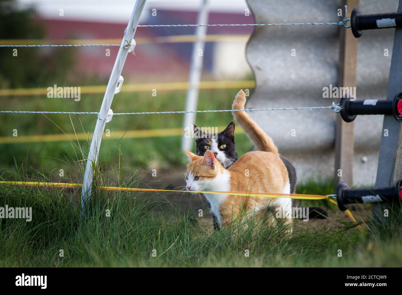 Two cats on a pasture Stock Photo