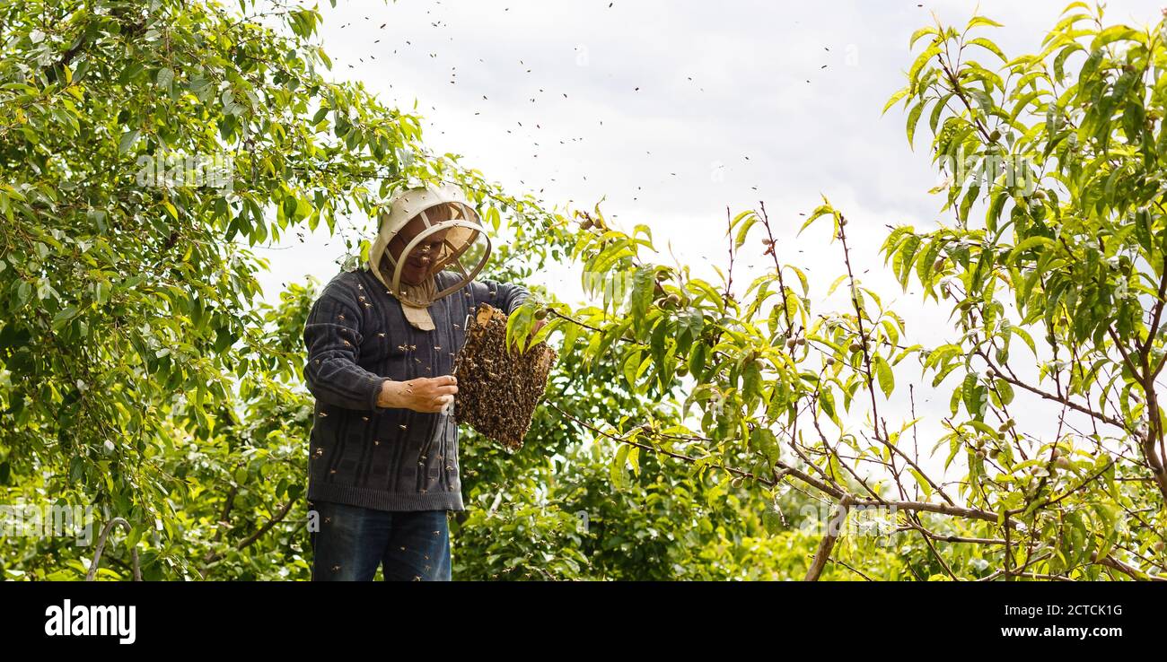 A swarm of bees sitting down on a branch of a birch tree Stock Photo