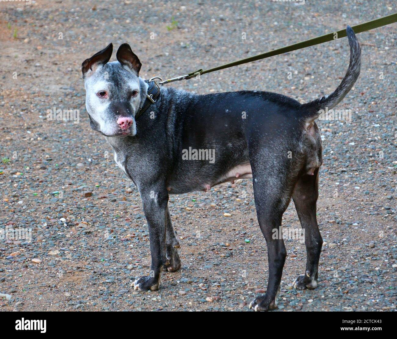 American pit bull terrier, abbreviated pit bull on a walk in the summer morning Stock Photo