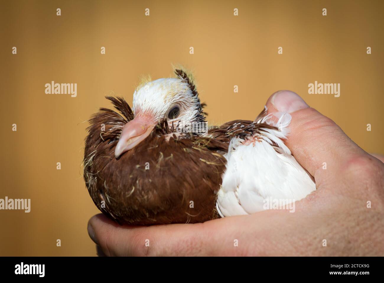Pigeon Baby High Resolution Stock Photography And Images Alamy Pigeon Baby High Resolution Stock Photography And Images Alamy