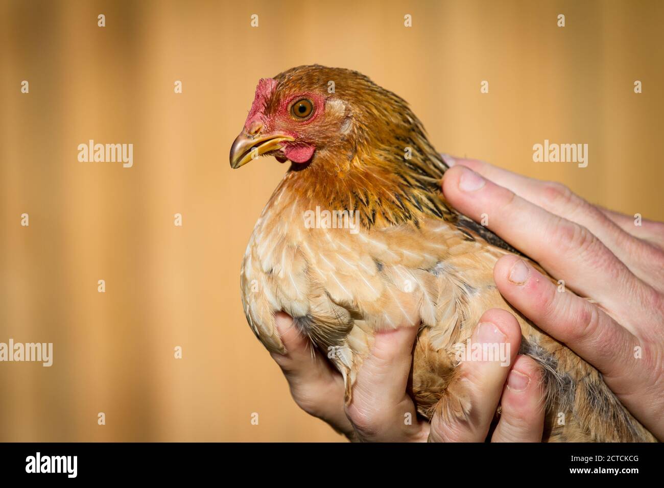Portrait of a purebred young Dwarf Bantam chicken rooster Stock Photo