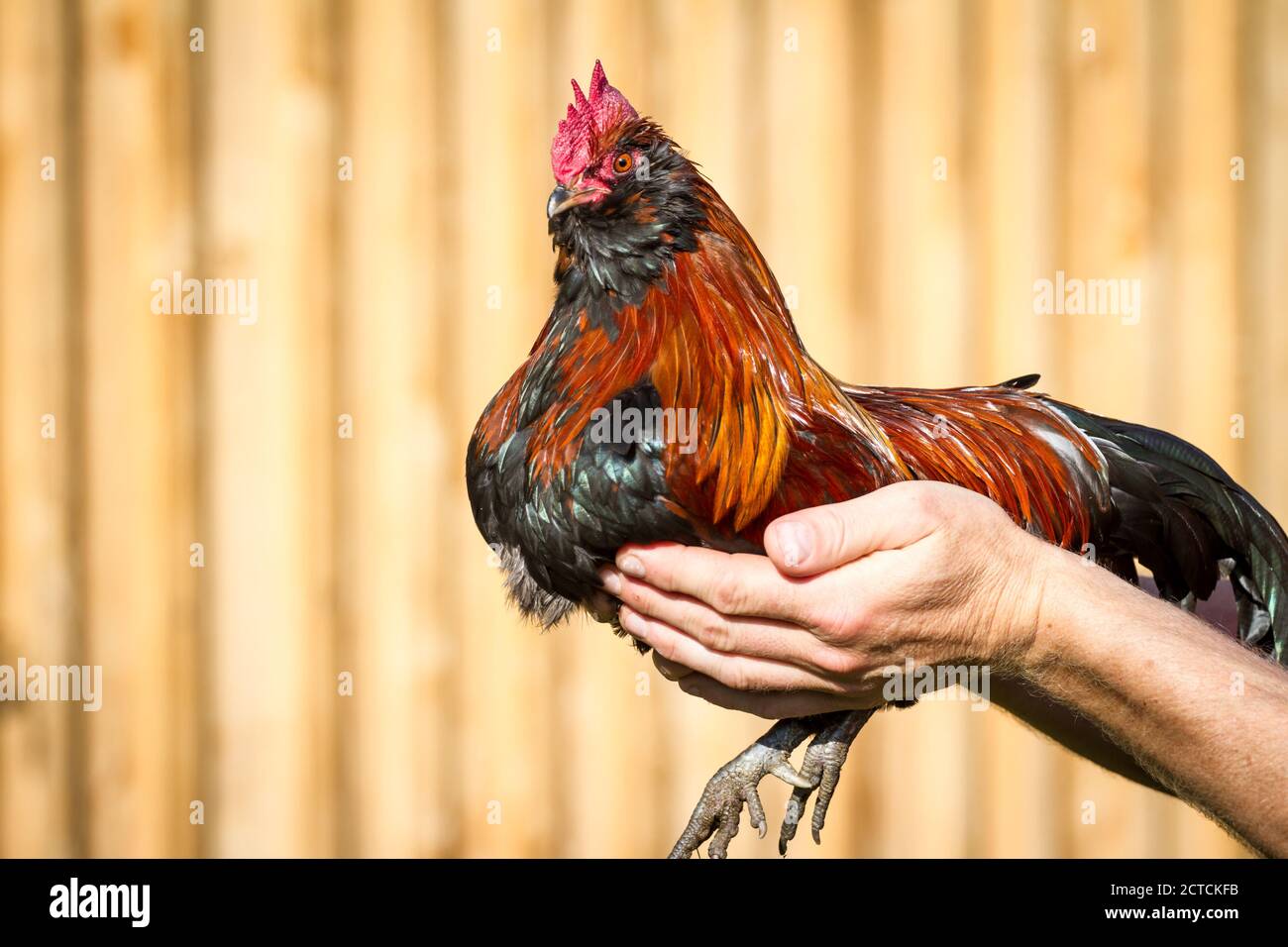 Bantam Thuringian Bearded Chicken rooster (Thüringer ZwergBarthuhn), a