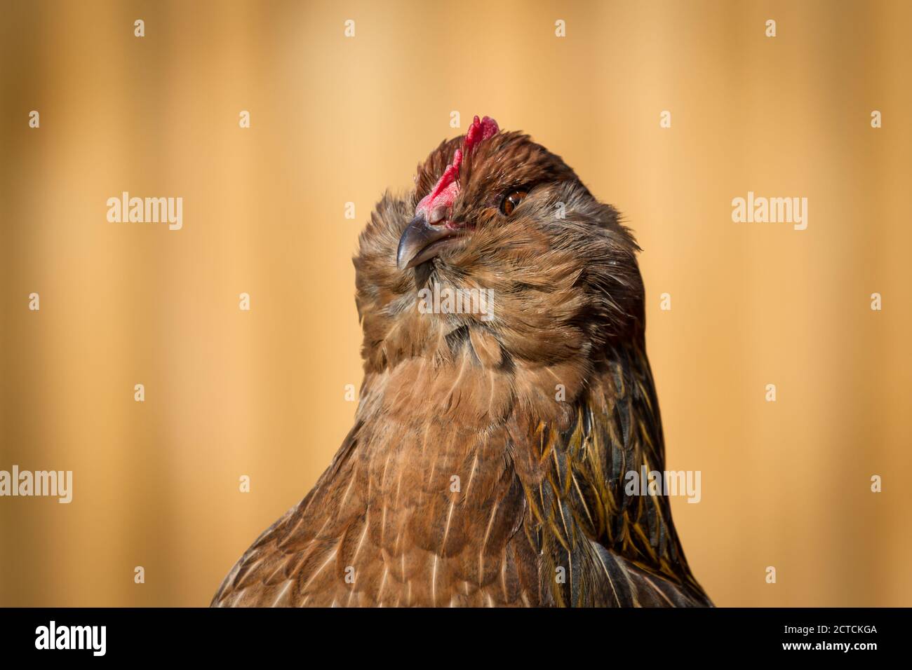 Hen with a beard hires stock photography and images Alamy