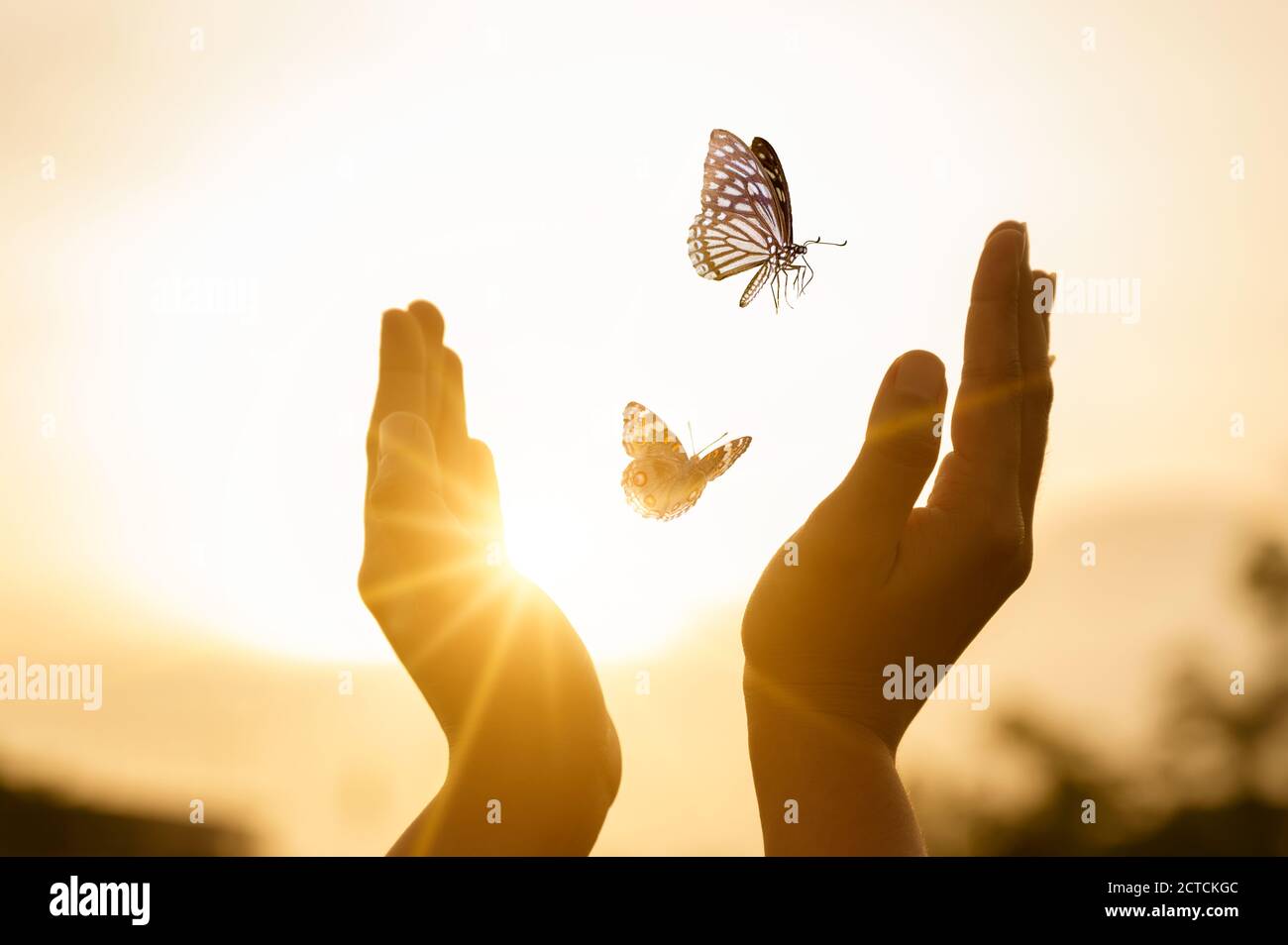 The girl frees the butterfly from  moment Concept of freedom Stock Photo
