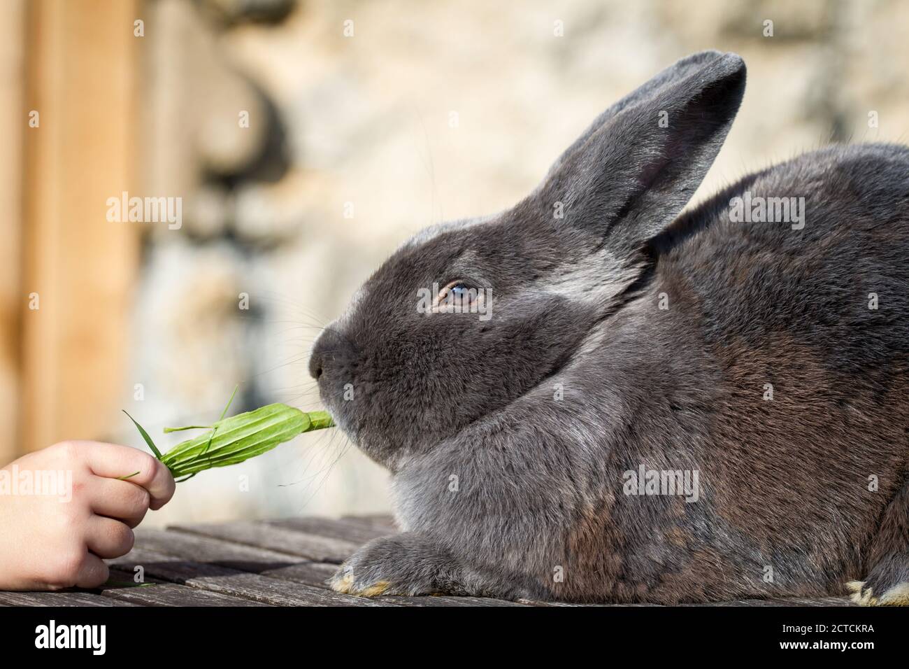 Blue Vienna (Blaues Wienerkaninchen), a rabbit breed from Austria Stock Photo