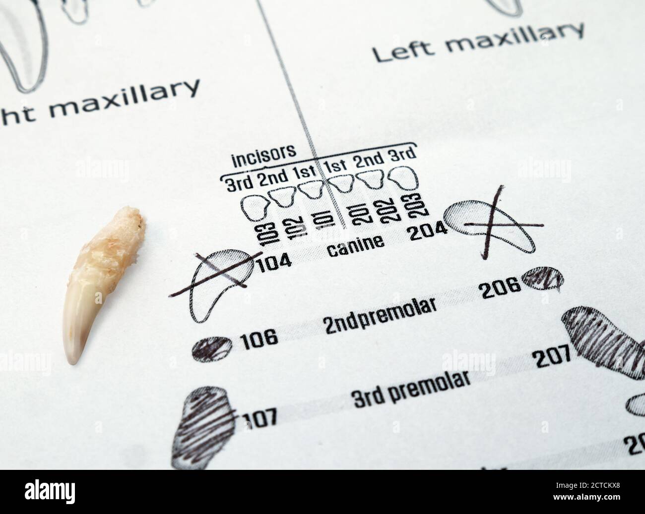 Extracted cat tooth on top of feline dental chart.  Canine 104 or fang was remove due to tooth resorption visible in X-ray. Concept for dental health Stock Photo