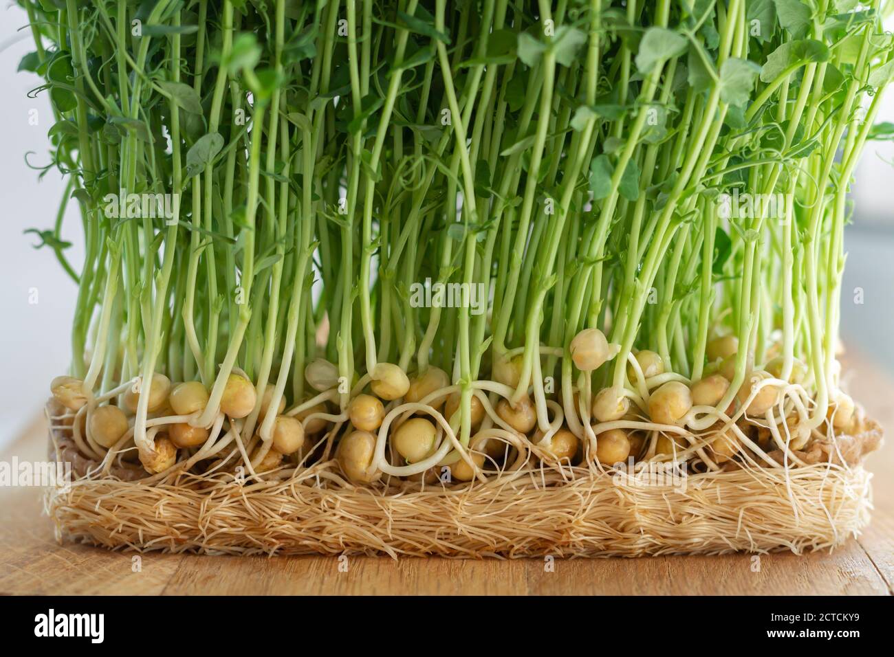 Healthy microgreen sprouts germinated from organic peas seeds close-up Stock Photo