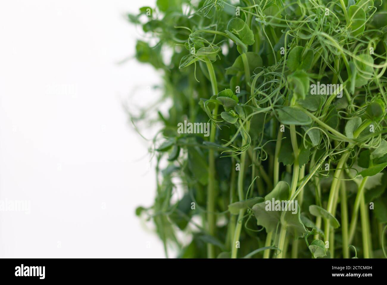 Fresh pea microgreen sprouts isolated on white background Stock Photo