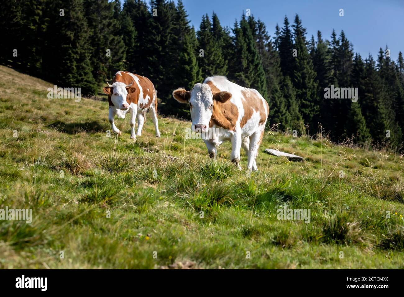 two cows in alpine pasture, styria,austria Stock Photo - Alamy