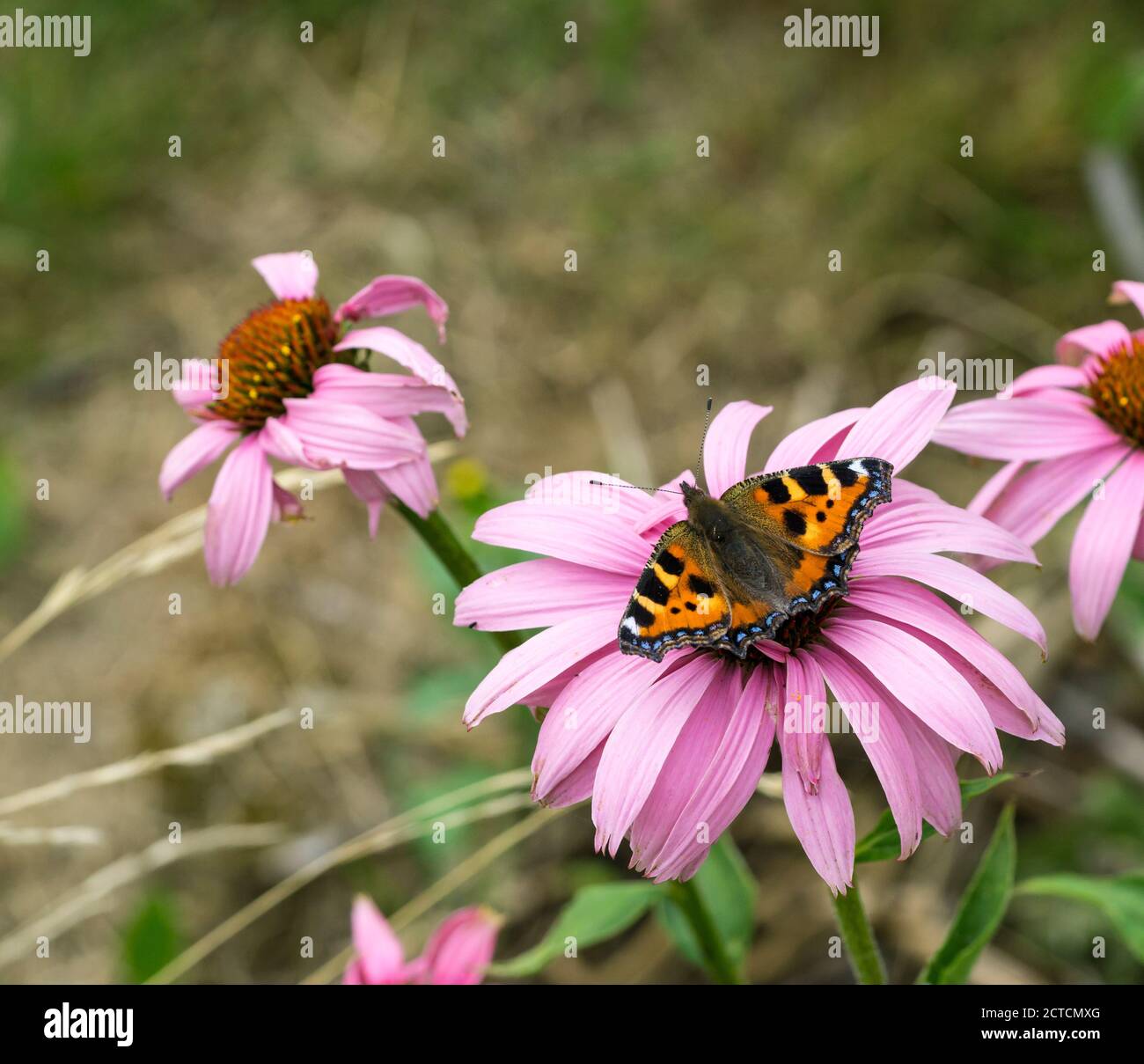 Small tortoiseshell butterfly feeding on pink flower Stock Photo