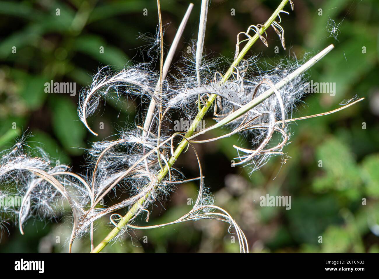 Feathery seeds in woodland, Hampshire, UK Stock Photo