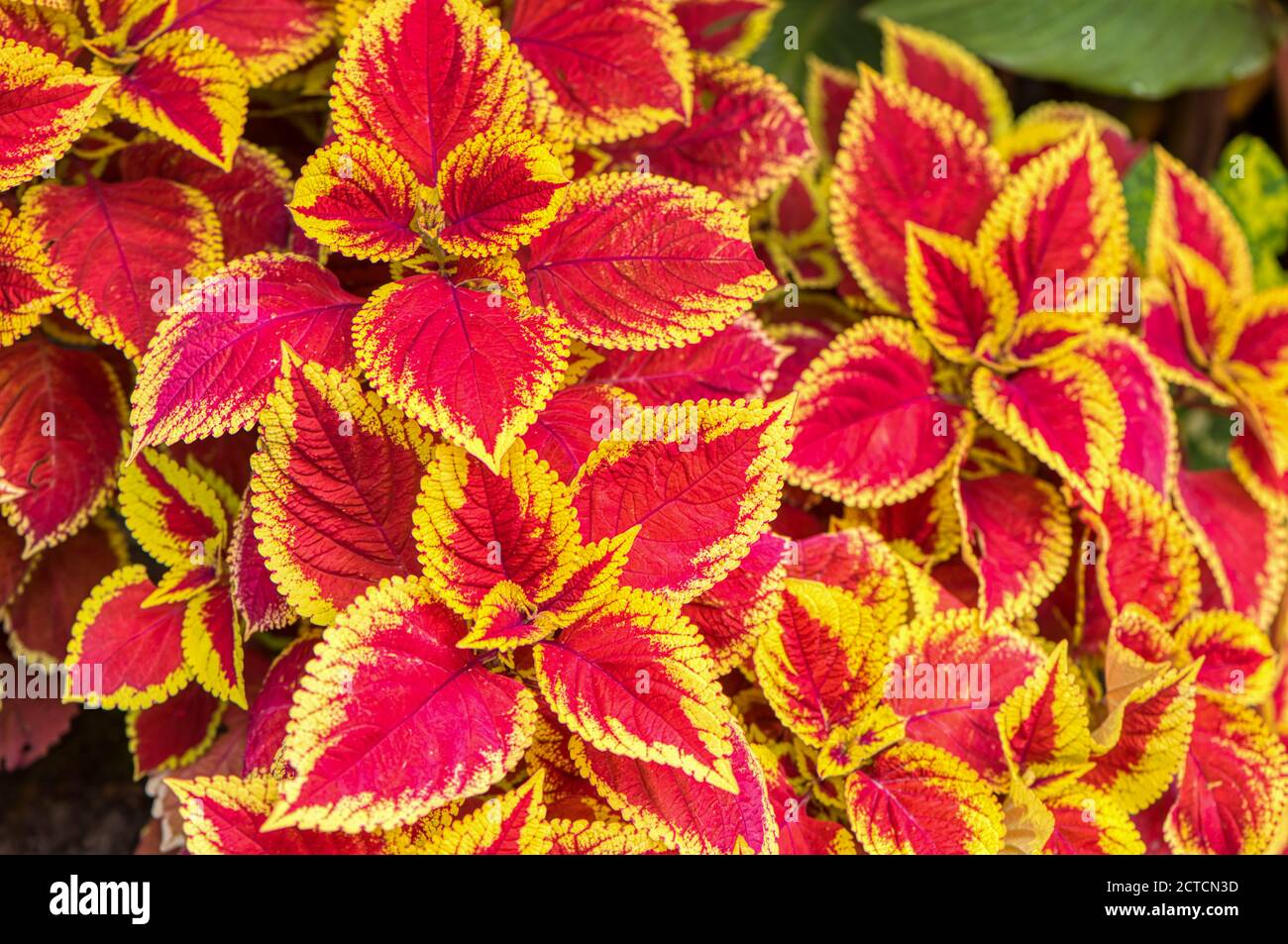 Bright variegated red and yellow leaves of a Coleus scutellarioides, or Plectranthus scutellarioides, RHS gardens, Wisley, UK Stock Photo