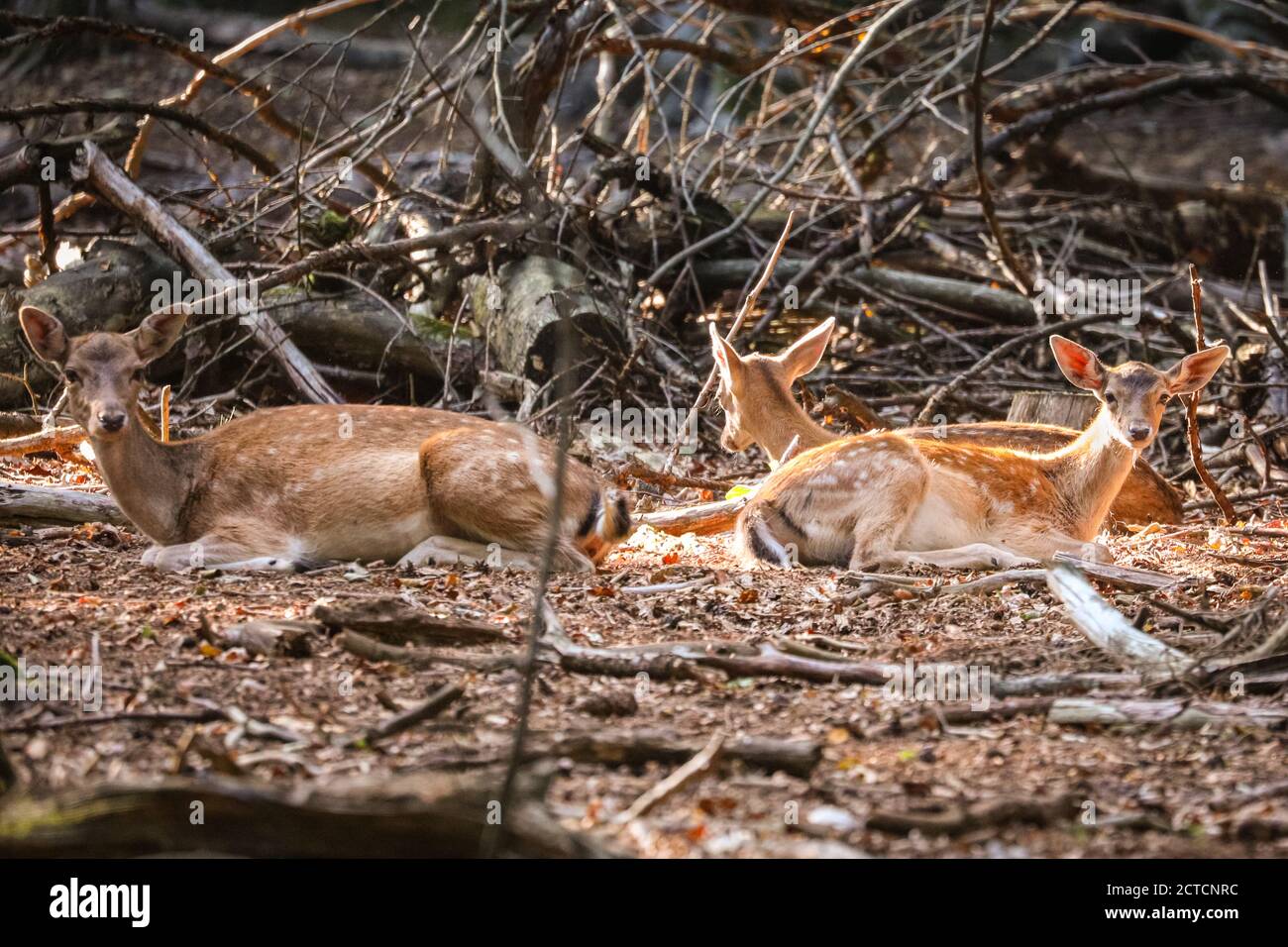 Dulmen, Germany, 22nd Sep, 2020. Fallow deer does (females) rest in the sun. Wildlife enjoy the last of the beautiful sunshine in 27 degrees on an unusually warm first day of autumn in the Munsterland countryside today. Credit: Imageplotter/Alamy Live News Stock Photo