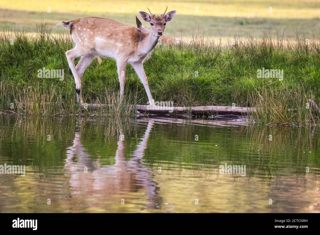 Dulmen, Germany, 22nd Sep, 2020. A fallow deer (dama dama) stops by a pond to drink in the warm evening sun. Wildlife enjoy the last of the beautiful sunshine in 27 degrees on an unusually warm first day of autumn in the Munsterland countryside today. Credit: Imageplotter/Alamy Live News Stock Photo