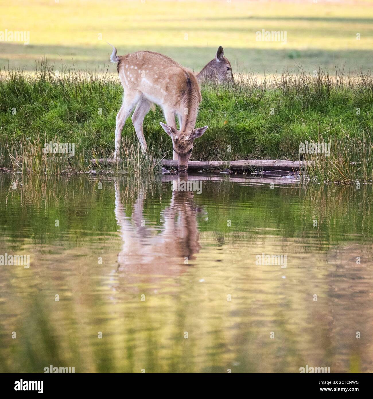 Dulmen, Germany, 22nd Sep, 2020. A fallow deer (dama dama) stops by a pond to drink in the warm evening sun. Wildlife enjoy the last of the beautiful sunshine in 27 degrees on an unusually warm first day of autumn in the Munsterland countryside today. Credit: Imageplotter/Alamy Live News Stock Photo