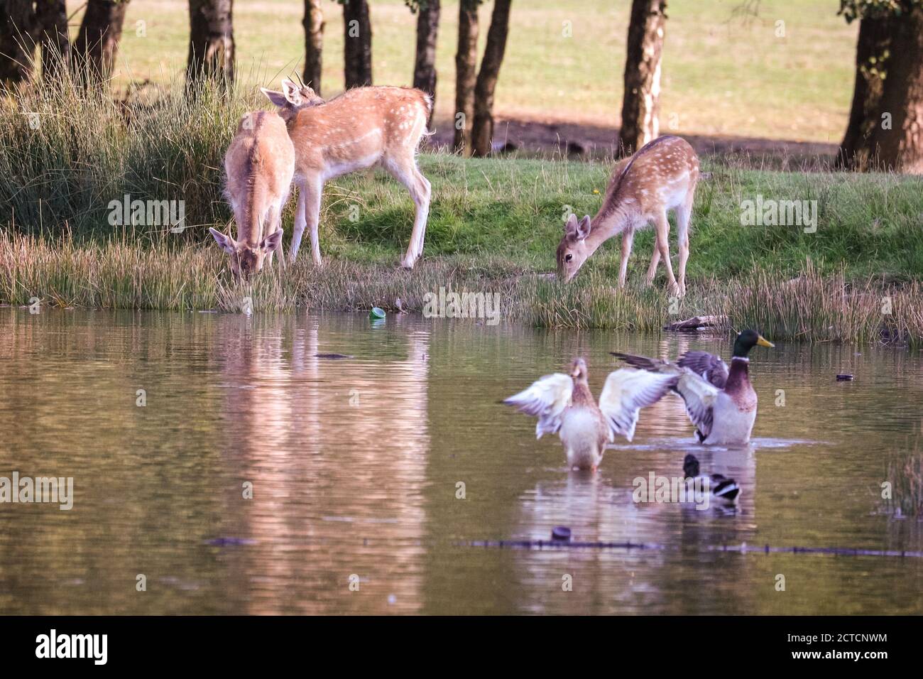 Dulmen, Germany, 22nd Sep, 2020. Fallow deer (dama dama) with their young stop by a pond to drink in the warm evening sun. Wildlife enjoy the last of the beautiful sunshine in 27 degrees on an unusually warm first day of autumn in the Munsterland countryside today. Credit: Imageplotter/Alamy Live News Stock Photo