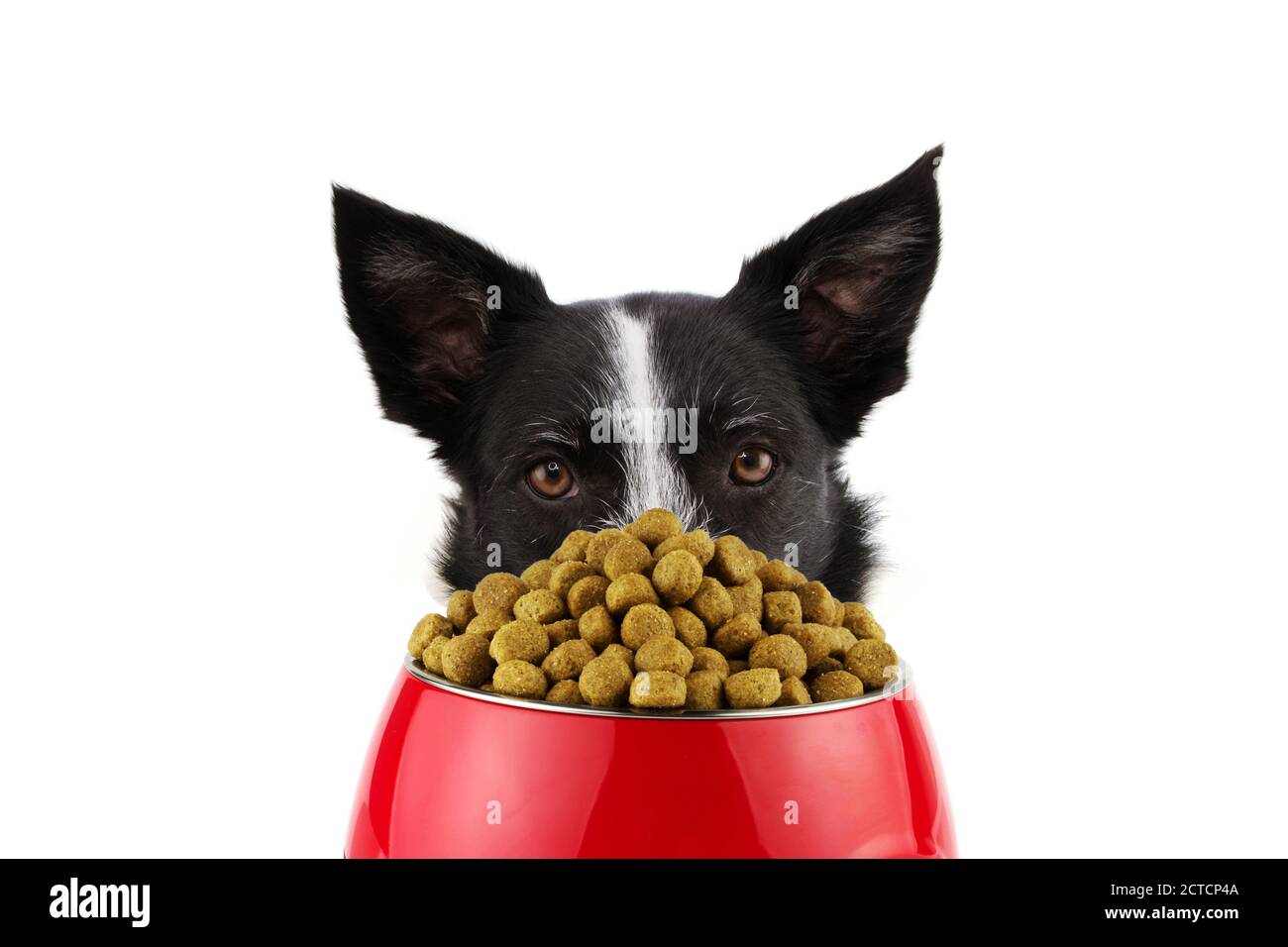 How Much To Feed A Border Collie
