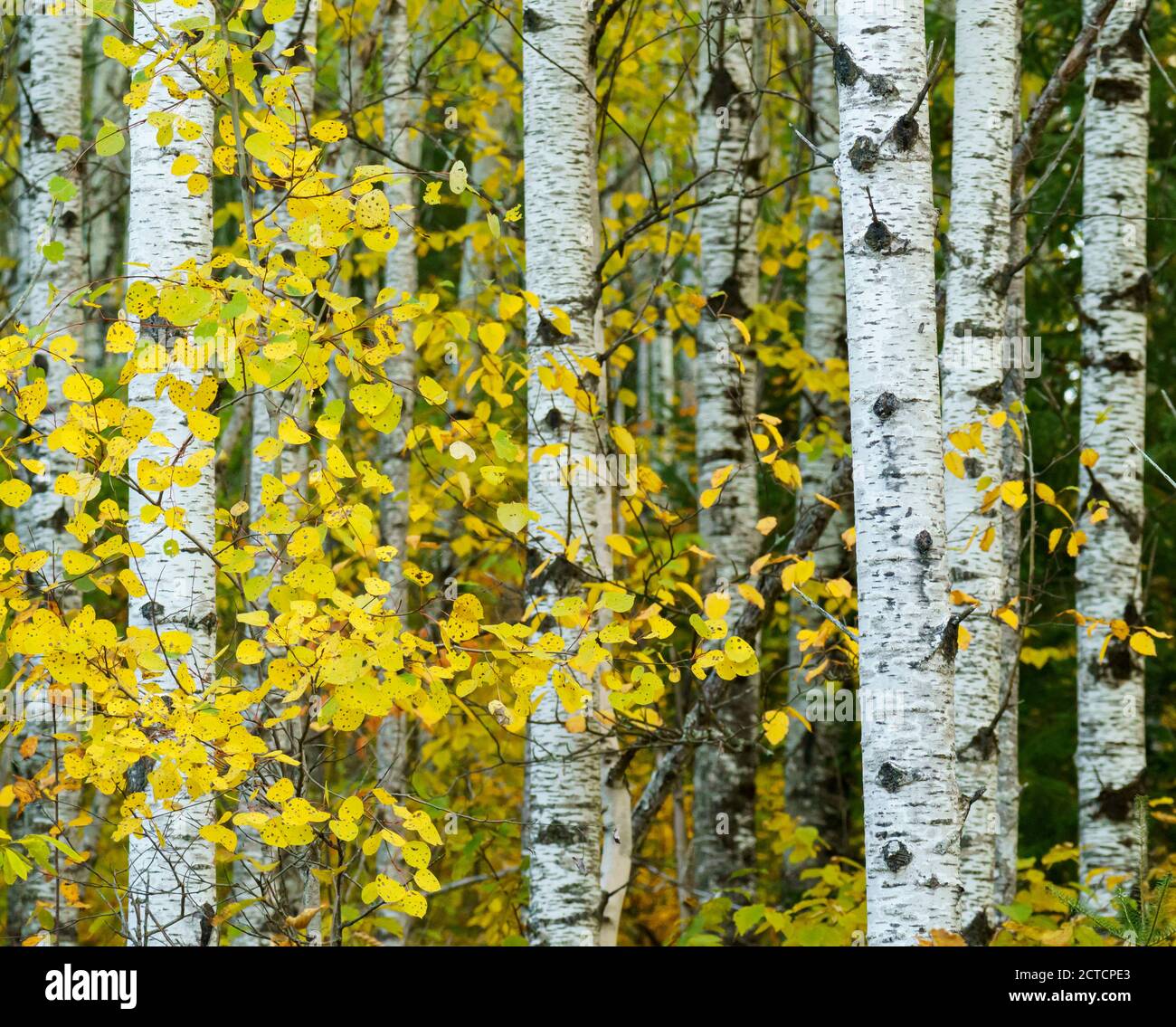 Poplar trees with fall colors in the Superior National Forest in