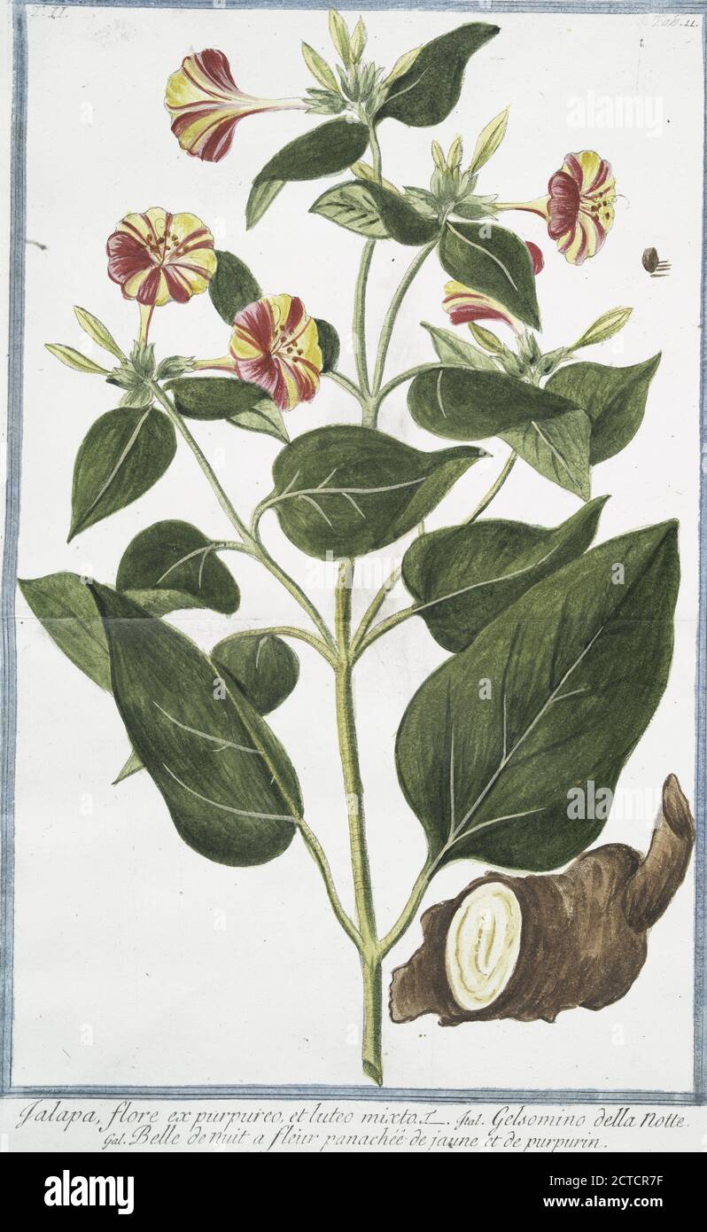 Jalapa, flore ex purpureo, et lutes mixto = Gelsomino della notte = Belle  de nuit a fléur panachéé de jaune et de purpurin., still image, 1772 -  1793, Bonelli, Giorgio (b. 1724), Martelli, Niccoló (1735-1829 Stock Photo  - Alamy