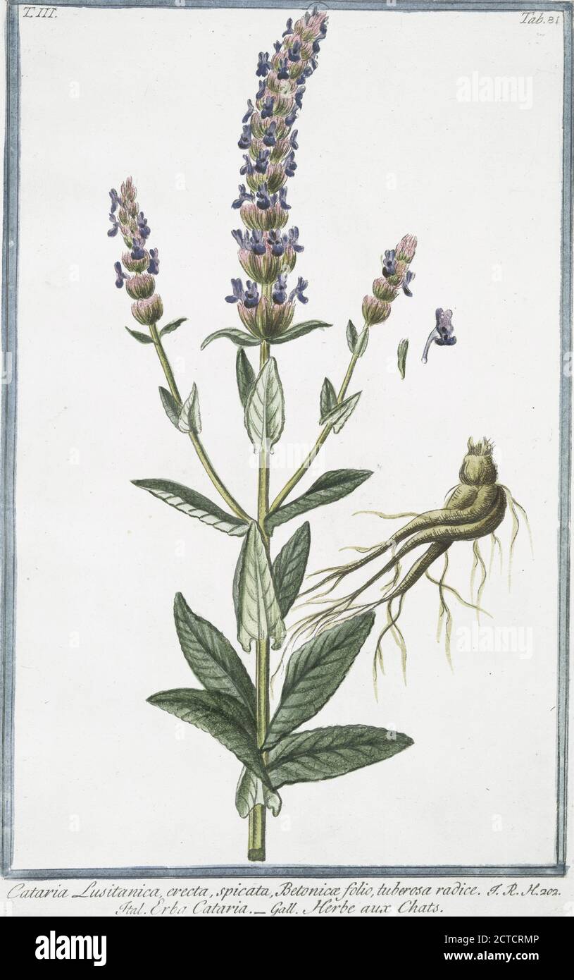 L'Herbe aux chats - Nepeta cataria 