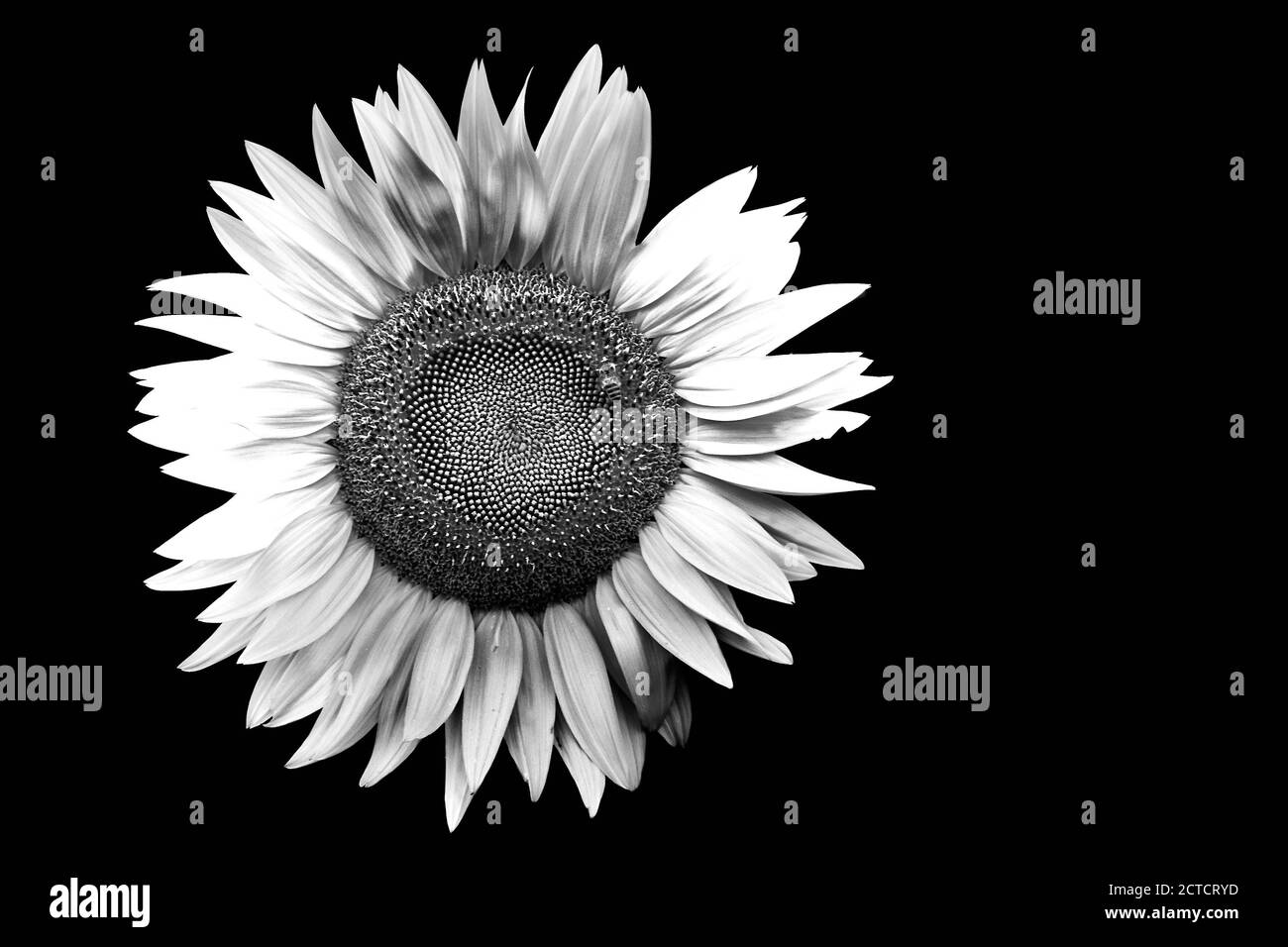 Field yellow sunflowers Black and White Stock Photos & Images - Alamy