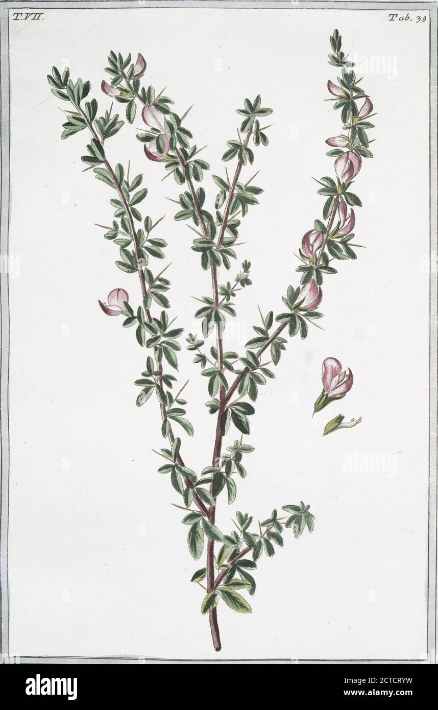Anonis spinosa, flore purpureo = Anonide spinosa = Arrête Boeuf. Ononis, Spiny restharrow, still image, 1772 - 1793, Bonelli, Giorgio (b. 1724), Martelli, Niccoló (1735-1829 Stock Photo