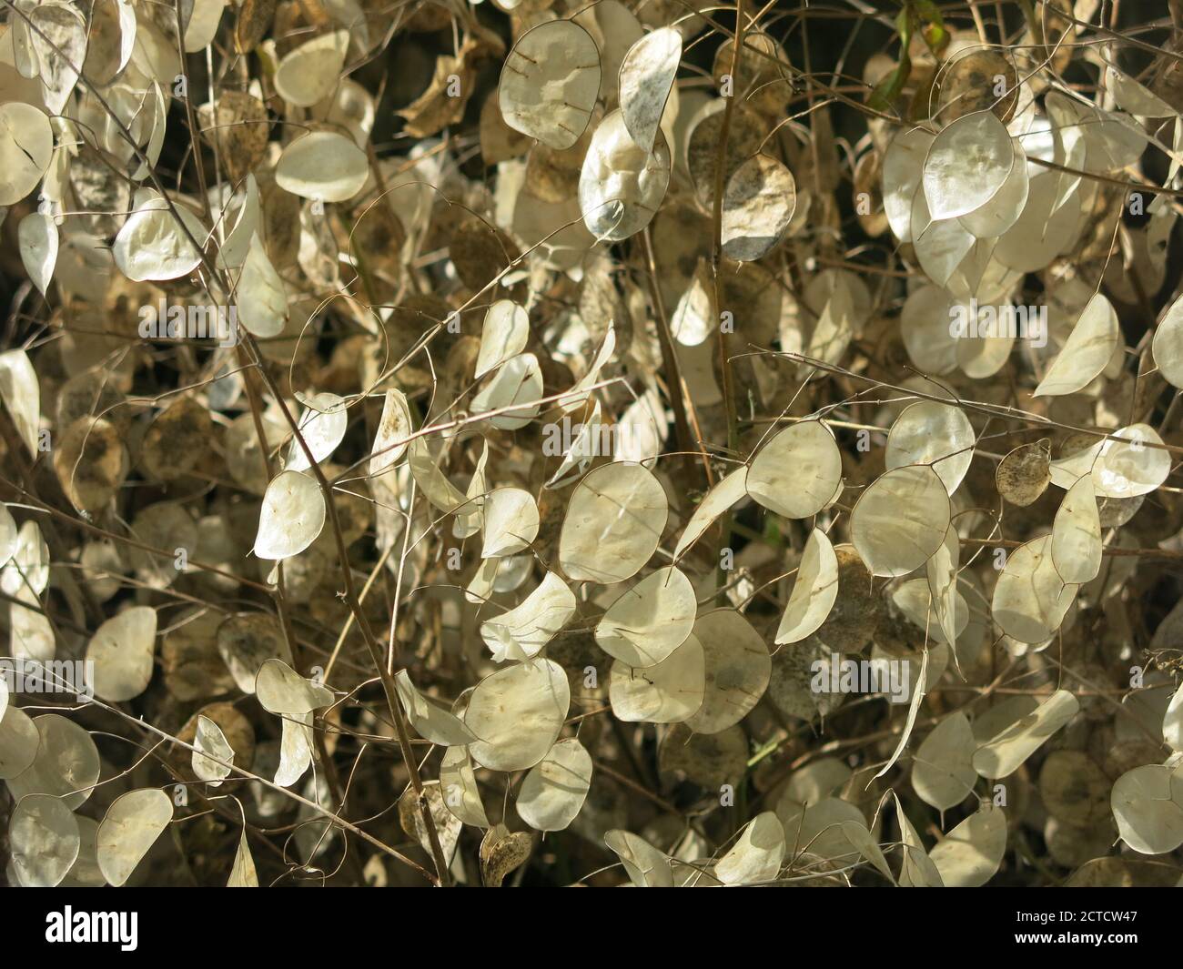 Abstract photo of the flat round seedheads of honesty, lunaria annua