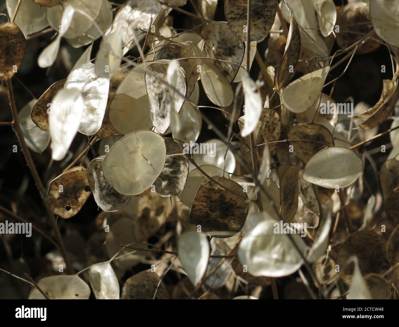 Abstract photo of the flat round seedheads of honesty, lunaria annua