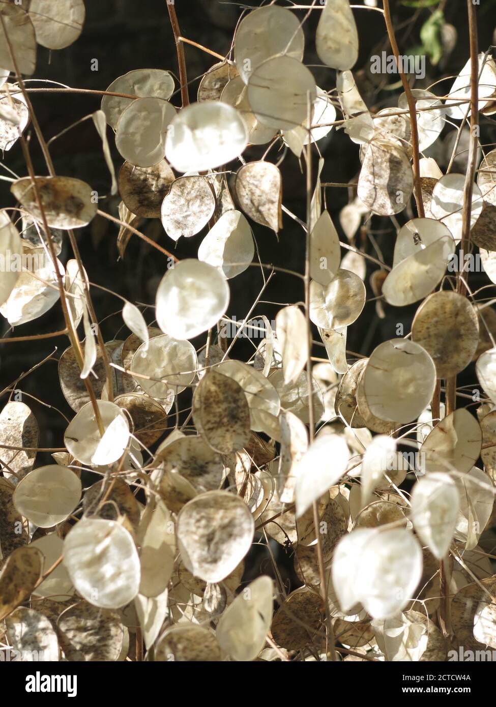 Flat Seed Pods High Resolution Stock Photography and Images Alamy