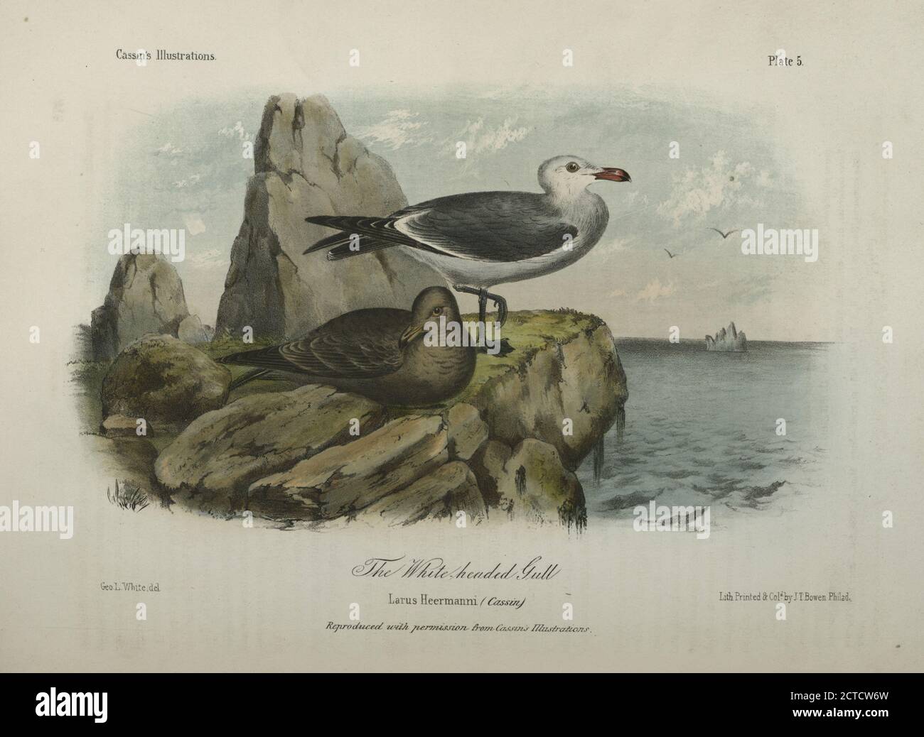 The White-headed Gull, Larus heermanni., still image, Prints, 1860, Suckley, George (1830-1869), Cooper, J. G. (James Graham) (1830-1902 Stock Photo