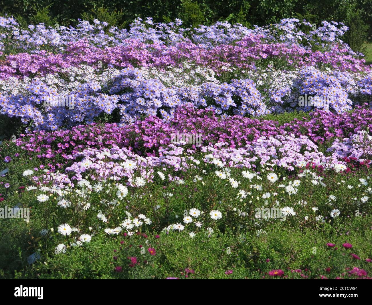 Rows of pink, white and blue Michaelmas Daisies, or asters, providing autumn colour for an English garden. Stock Photo