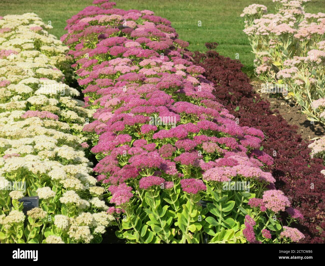 Different varieties and colours of sedums (hylotelephium) in the stock beds at Waterperry Gardens near Oxford. Stock Photo