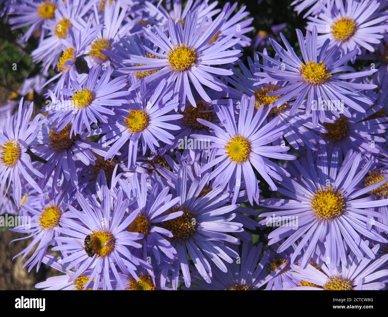 A mass of yellow-centered, vivid blue daisy-like flowers from aster amellus 'King George' provide autumn colour in the border of an English garden. Stock Photo