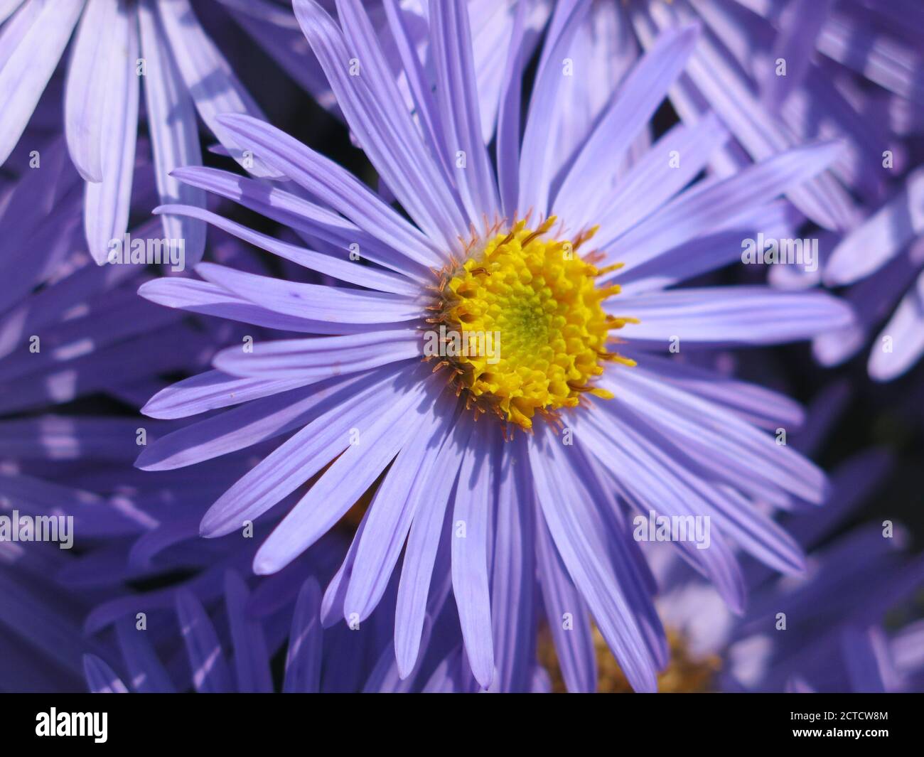 Close-up of a single flower head of the vivid blue and yellow Michaelmas Daisy, Aster Amellus 'King George'. Stock Photo